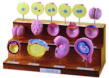 人的發生順序模型(