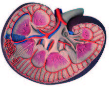 腎臟模型(3B)