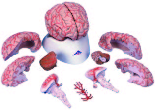 腦解剖模型(3B)-