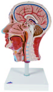 頭部正縱斷模型(3B)