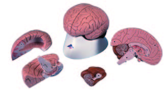 腦解剖模型(3B)