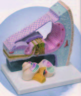 內耳中柯蒂氏器官模型(