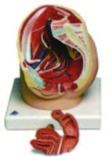 女性骨盆腔模型(3B)