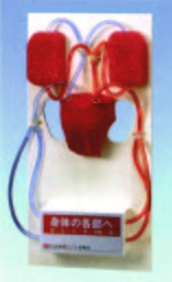 血液循環模型(