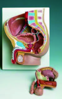 男性骨盆腔模型(3B)