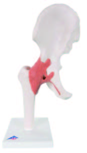 關節模型(3B)-A81