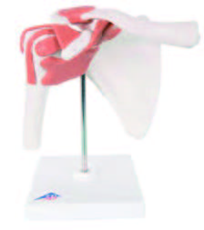 關節模型(3B)-A80