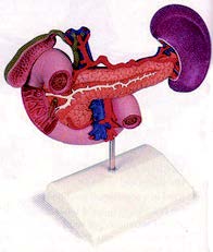 上腹部器官模型(