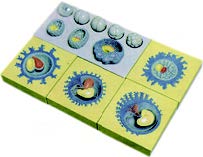 胚胎發育模型(3B)