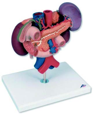 腎臟與上腹部器官模型