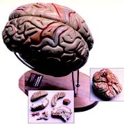 腦模型(