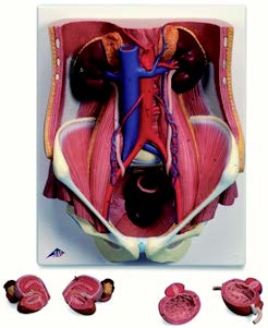 泌尿系統模型(3B)