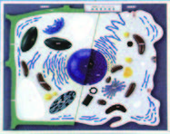 動植物細胞比較膜型(