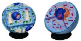 動植物細胞膜型(