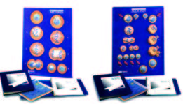 有絲分裂減數分裂模型(