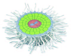 根的橫切構造模型(3B)