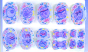 細胞減數分裂模型(