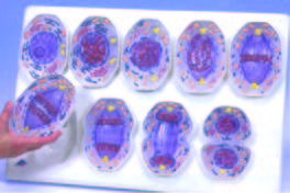 細胞有絲分裂模型(