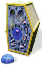 植物細胞膜型(3B)