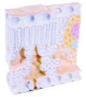 葉的切面構造模型(3B)