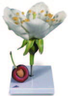 櫻花與果實模型(