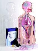 人體功能系統模型