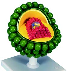 愛滋病毒模型(3B)