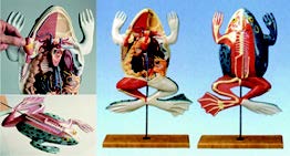 精緻大型青蛙解剖模型(