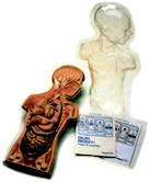 簡易人體解剖模型