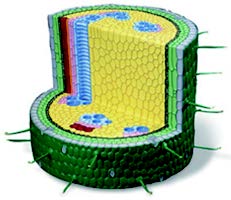 雙子葉植物莖構造模型(3B)