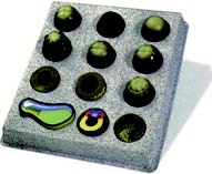 蛙的發生順序模型(