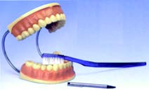 牙齒保健模型(3B)