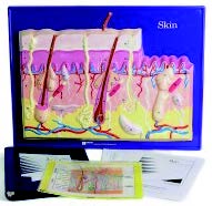 皮膚模型