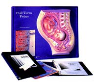 足月胎兒模型