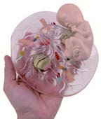 懷孕時各種行為對胎兒的影響(歐美貨)