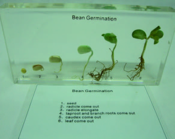 豆芽種子的發育封膠標本