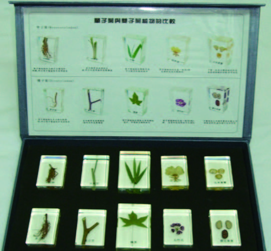單子葉與雙子葉封膠標本