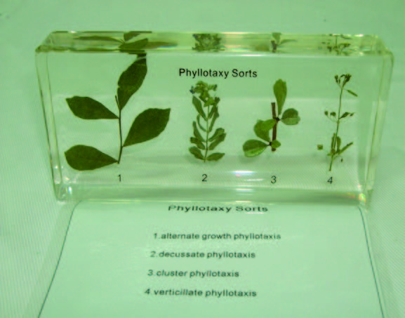 植物花序封膠標本