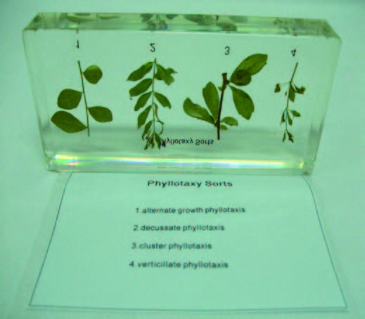 植物葉序封膠標本