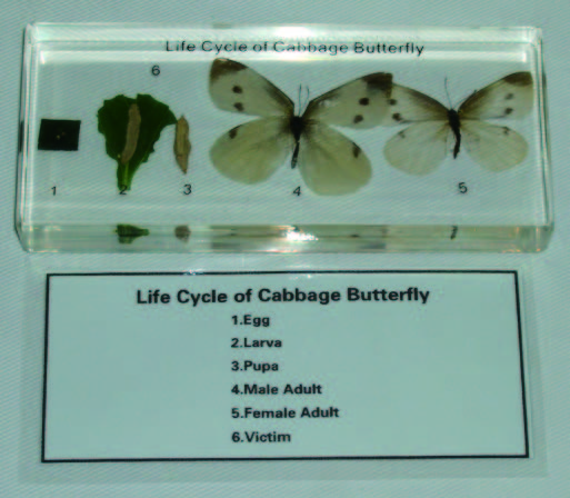 菜粉蝶生活史封膠標本