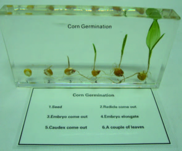 玉米種子的發育封膠標本