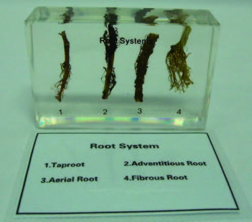 植物根系封膠標本