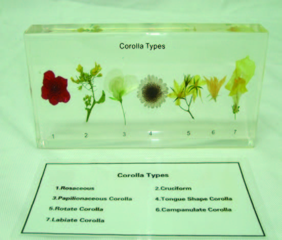 植物花冠封膠標本