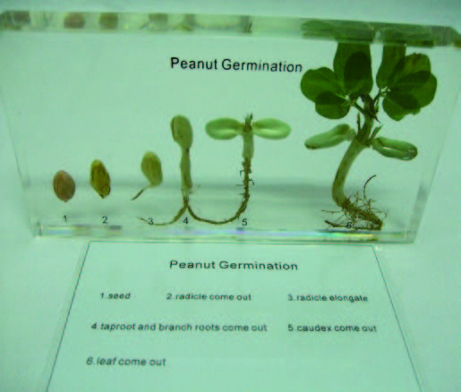 花生種子的發育封膠標本
