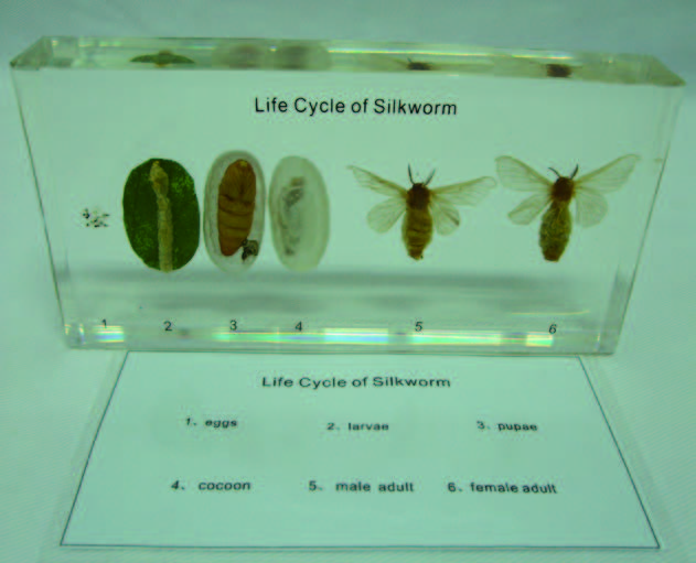 家蠶生活史封膠標本