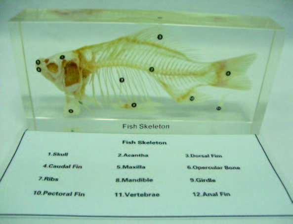 魚骨骼封膠標本