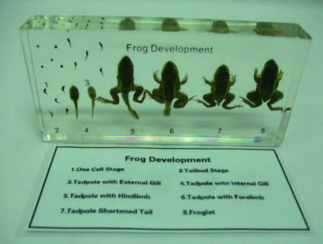 蛙發育過程封膠標