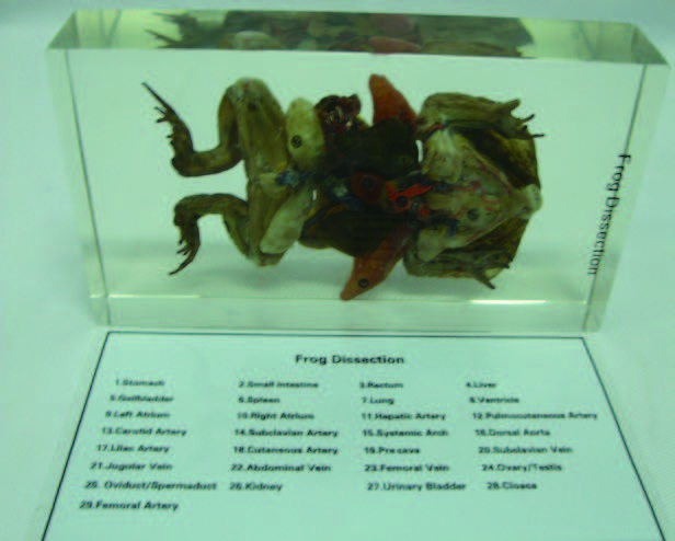 蛙解剖封膠標本