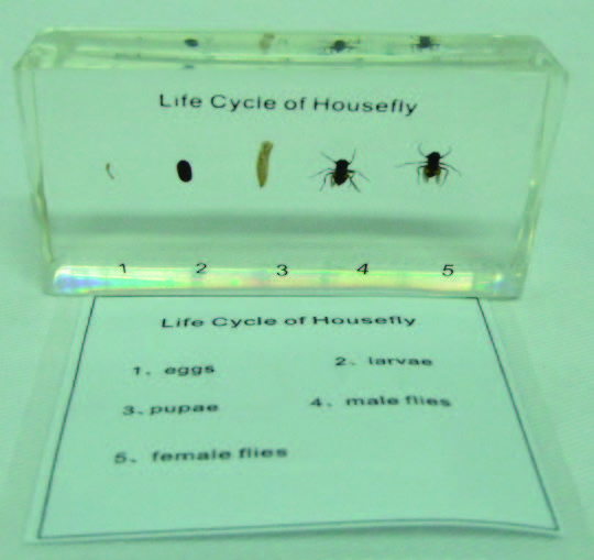 蒼蠅生活史封膠標本