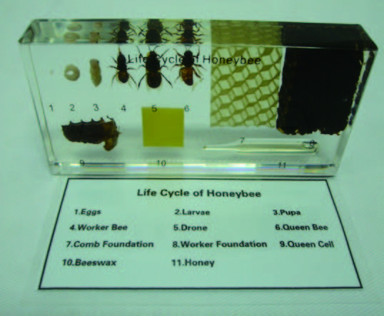蜜蜂生活史封膠標本